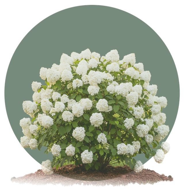 Year-Round Garden Deals | Trees, Shrubs, Houseplants, and more